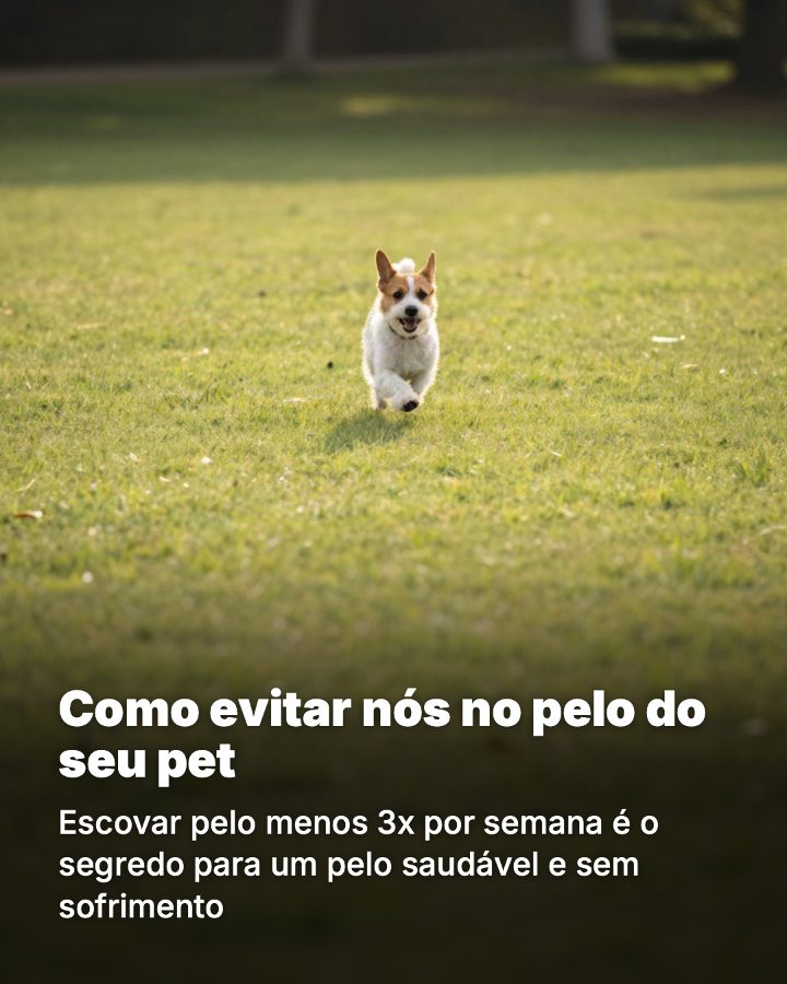 Post de Instagram gerado por IA para Patinhas Pet Shop: Como evitar nós no pelo do seu pet